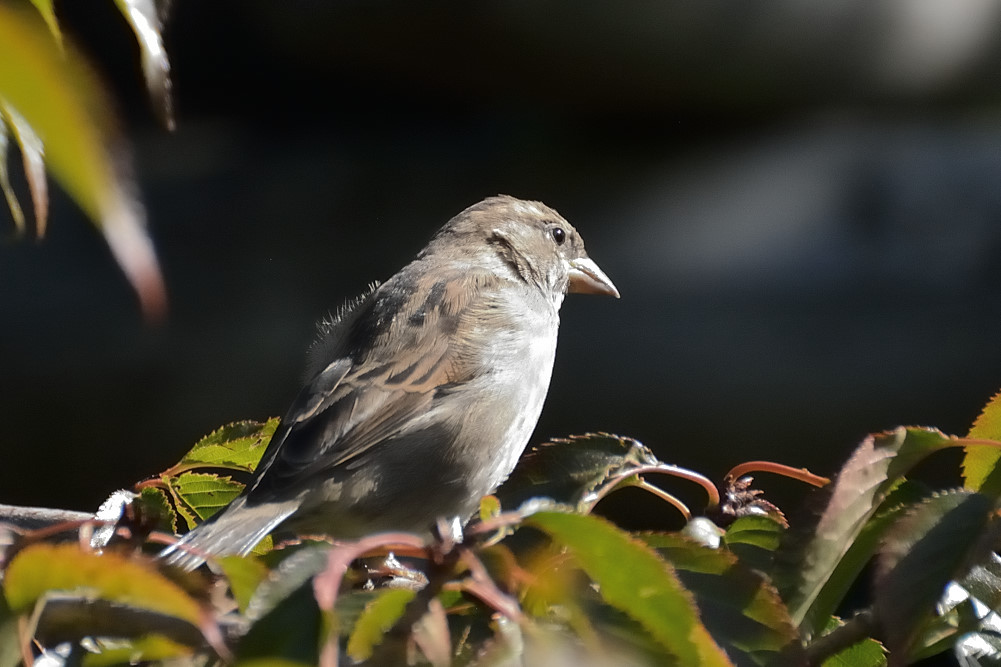 Female house sparrow